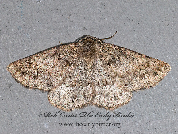 Somatolophia pallescens  ENNOMINAE GEOMETER 6027654z