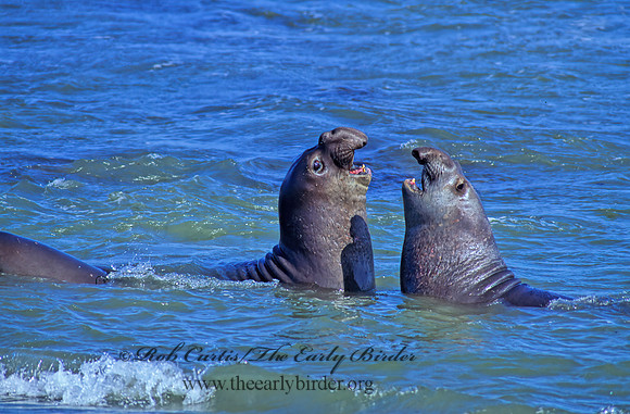 Mirounga angustirostris  NORTHERN ELEPHANT SEAL 111107z