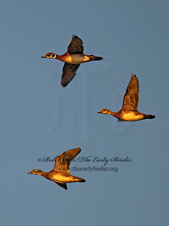 Aix sponsa WOOD DUCK 9091535z
