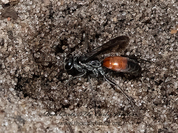Anoplius semirufus~  SPIDER WASP 3022460z