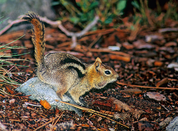 Callospermophilus lateralis  GOLDEN MANTLED SQUIRREL 111728z