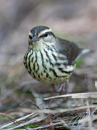 Parkesia noveboracensis  NORTHERN WATERTHRUSH 8029140z