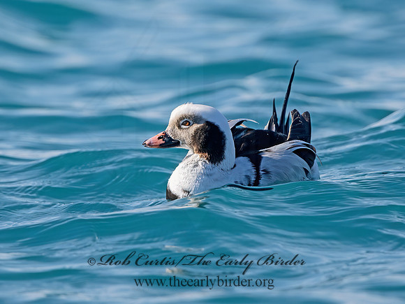 Clangula hyemalis  LONG-TAILED DUCK 9067940z