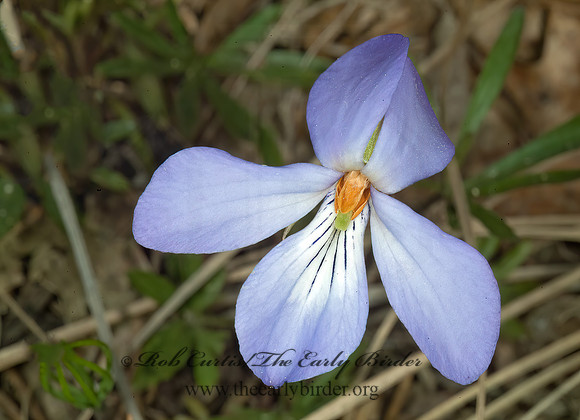 Viola pedata  BIRDSFOOT VIOLET 4001468z