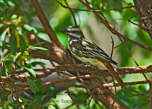 Myiodynastes luteiventris  SULPHUR-BELLIED FLYCATCHER 7007945z