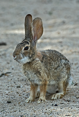 Sylvilagus auduboni  DESERT COTTONTAIL 5005238z