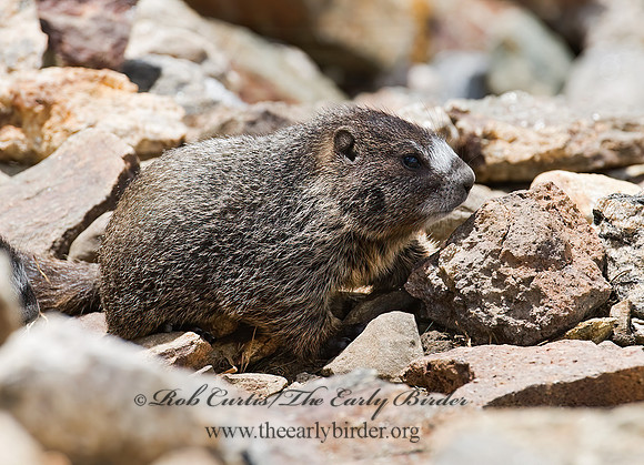 Marmota flaviventris  YELLOW-BELLIED MARMOT 7010534z