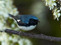 Setophaga caerulescens BLACK-THROATED BLUE WARBLER 5006611z