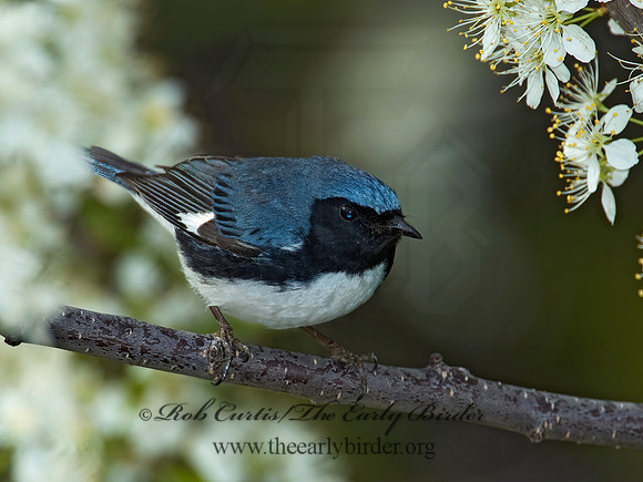 Setophaga caerulescens  BLACK-THROATED BLUE WARBLER  5006611z