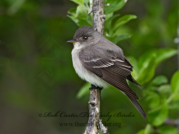 Contopus virens  EASTERN WOOD PEWEE 1302746z