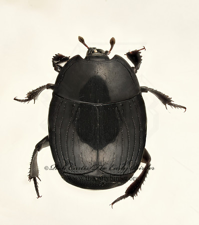Hister cadaverensis 9020231z