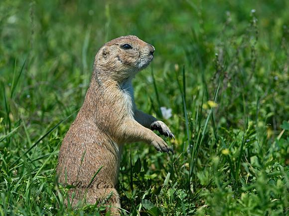 Cynomys ludovicianus  BLACK-TAILED PRAIRIE DOG 9061612z