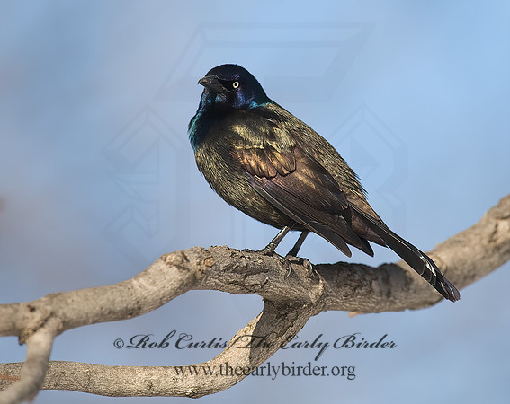 Quiscalus quiscula  COMMON GRACKLE 8001351z