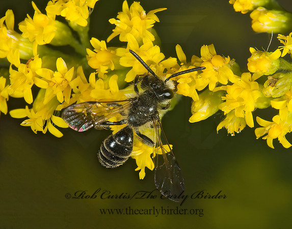 Andrena (Cnemidandrena)  nubecula 5013725z