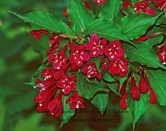 Weigela  282118z