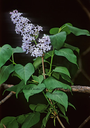 Syringa vulgaris  COMMON LILAC 280329z