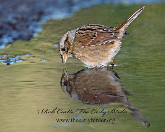 Melospiza georgiana  SWAMP SPARROW 9005776z