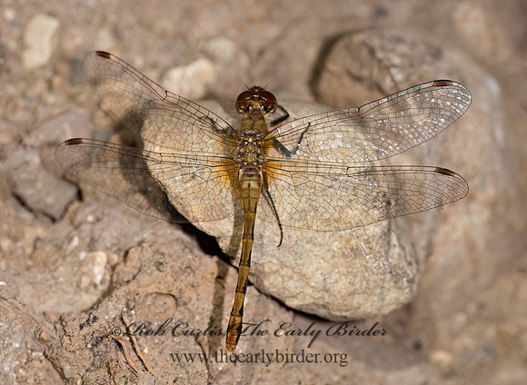 Sympetrum MEADOWHAWK 9003408z