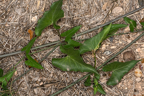 Funastrum cynanchoides  CLIMBING MILKWEED 3031822-z