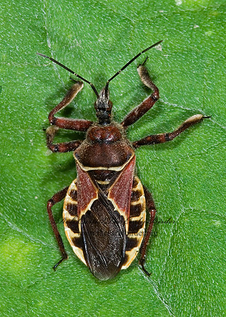 Apiomerus spissipes~ 700594z