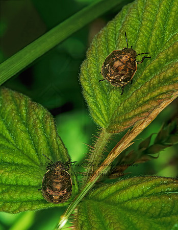 Euschistus servus or variolarius  STINKBUG 207210z