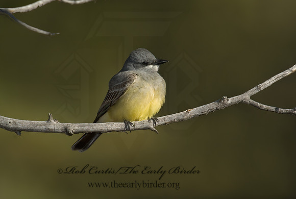 Tyrannus vociferans  CASSIN'S KINGBIRD 5006360z