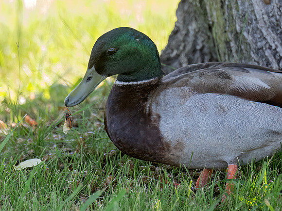 Anas platyrhynchos MALLARD 9088781z
