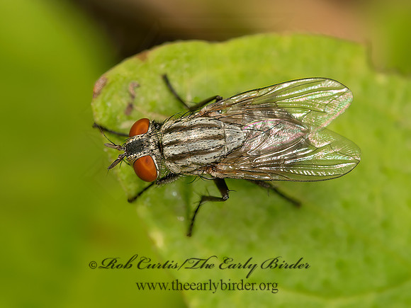 Sarcophagidae  FLESH FLY 9047448z
