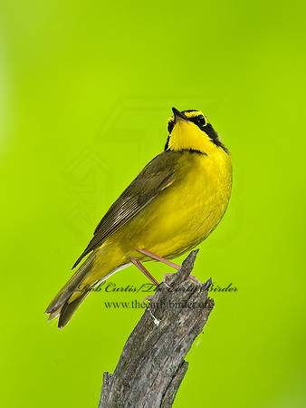 Geothlypis formosa  KENTUCKY WARBLER 8004419z