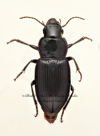 Notiobia mexicana  HARPALINI GROUND BEETLE  9020107z