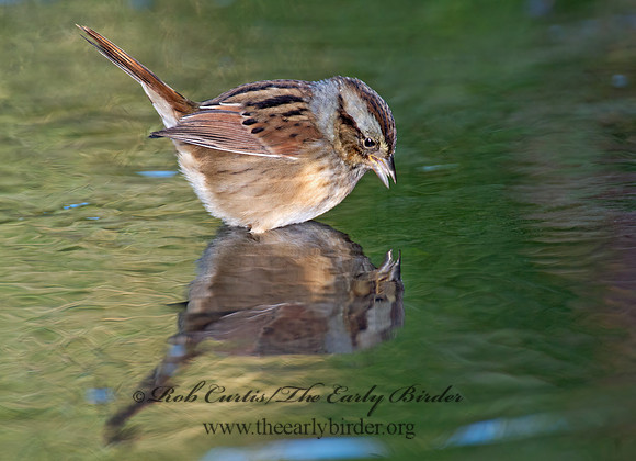 Melospiza georgiana  SWAMP SPARROW 9005806z
