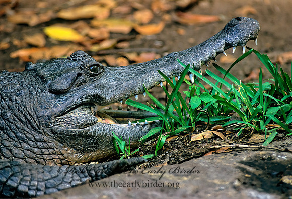 Crocodylus cataphractus  SLENDER-SNOUTED CROCODILE 275436z
