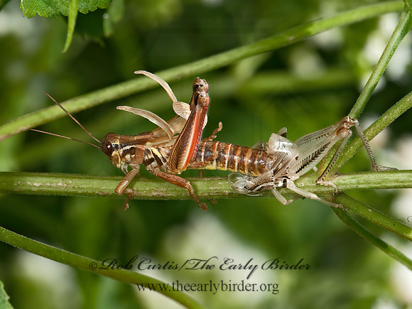 Melanoplus femurrubrum  RED-LEGGED GRASSHOPPER 8037589z