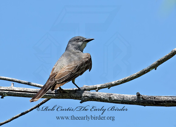 Tyrannus vociferans  CASSIN'S KINGBIRD 7008447z
