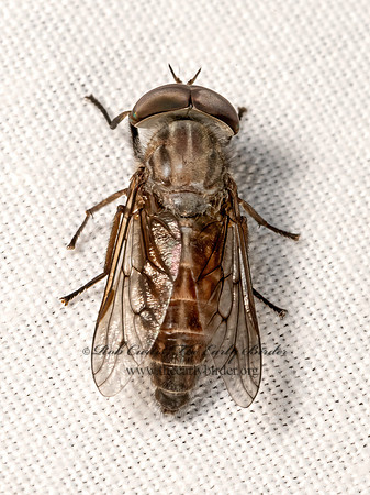 Tabaninae HORSE FLY 3040168z
