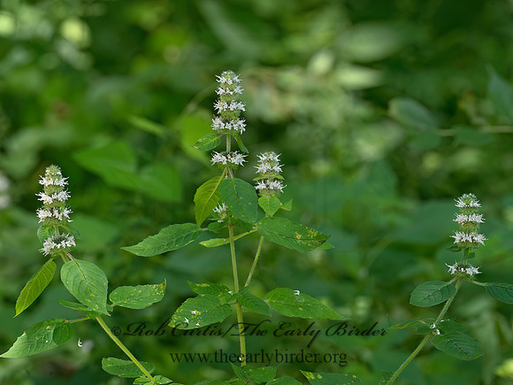 Blephilia hirsuta  HAIRY WOOD MINT 9040186z