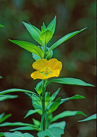Ludwigia peruviana  PERUVIAN PRIMROSE WILLOW 261023z