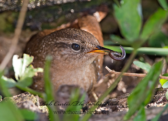 Troglodytes hiemalis  WINTER WREN 9028599z