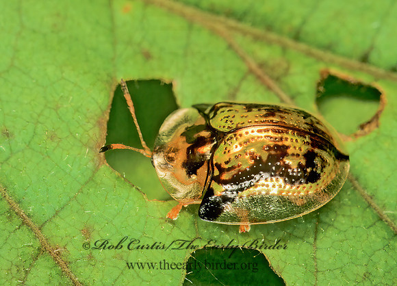 Deloyola guttata TORTOISE BEETLE 173615z