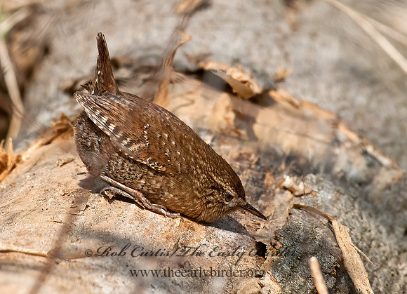Troglodytes hiemalis  WINTER WREN 8033876z