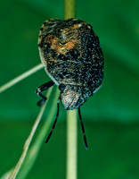 Scutelleridae~ 176530z
