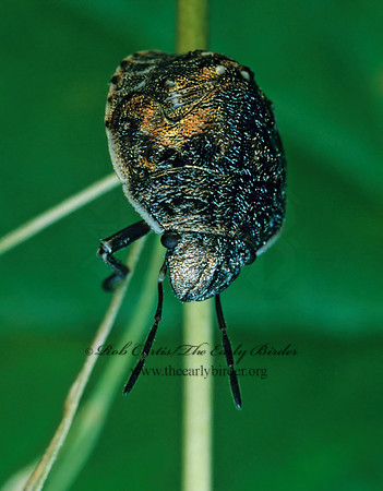Scutelleridae~ 176530z