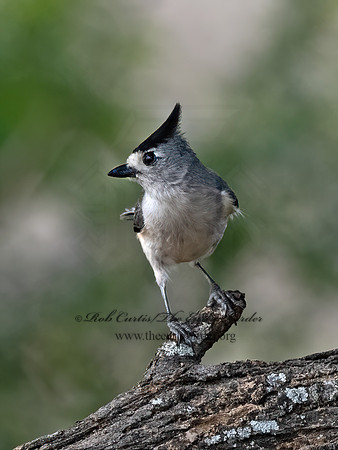 Baeolophus atricristatus  BLACK-CRESTED TITMOUSE 3032752z