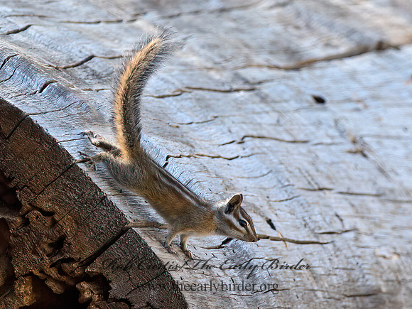 Tamias merriami  MERRIAMS'S CHIPMUNK 9057129z