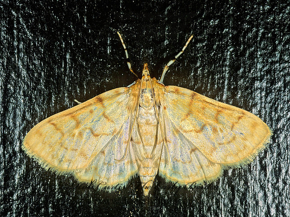 Polygrammodes�flavidalis  IRONWEED ROOT MOTH 1273715z