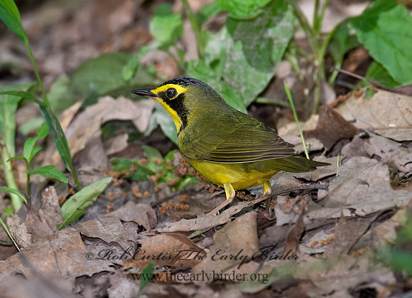 Geothlypis formosa  KENTUCKY WARBLER 9023214 z