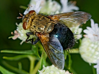 Archytas analis complex TACHINID FLY 6011084z