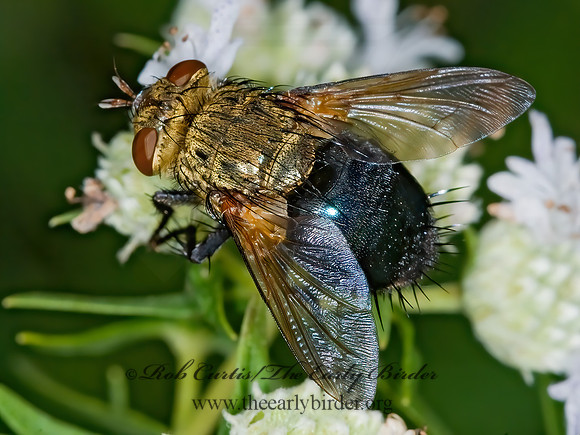 Archytas analis complex  TACHINID FLY 6011084z
