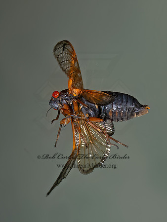 Magicicada cassinii CASSINI'S 17-YEAR CICADA 9089158z
