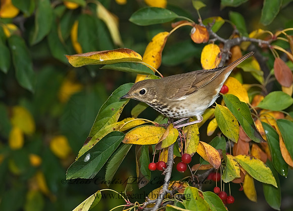 Catharus guttatus  HERMIT THRUSH 7012714z
